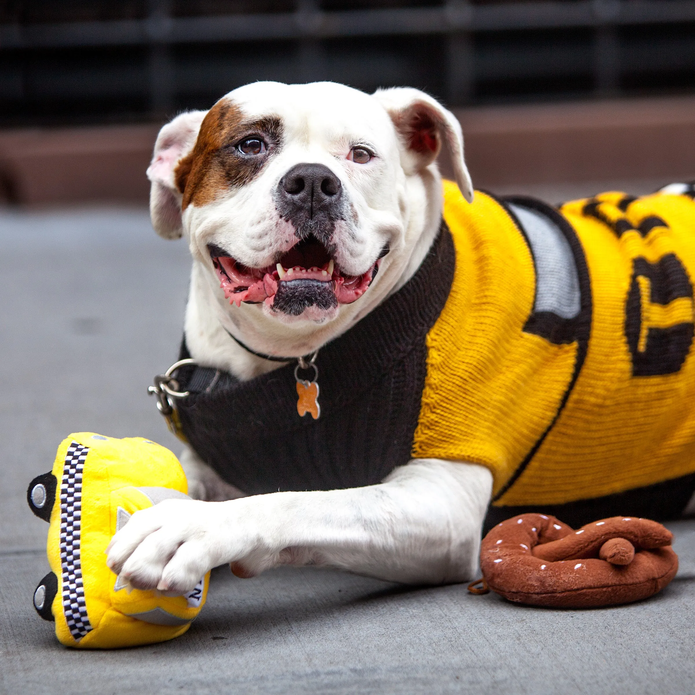 NYC Taxi Handknit Dog Sweater (Dog & Co. Exclusive)